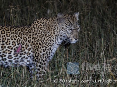 South Africa, wildlife, safari, photo safari, photo tour, photographic safari, photographic tour, photo workshop, wildlife photography, 50 safaris, 50 photographic safaris, kurt jay bertels, leopard, female, night