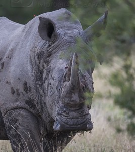 South Africa, wildlife, safari, photo safari, photo tour, photographic safari, photographic tour, photo workshop, wildlife photography, 50 safaris, 50 photographic safaris, kurt jay bertels, rhino, white rhino, bull