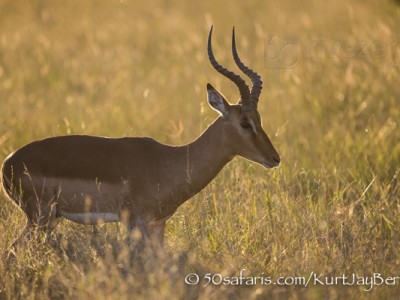 South Africa, wildlife, safari, photo safari, photo tour, photographic safari, photographic tour, photo workshop, wildlife photography, 50 safaris, 50 photographic safaris, kurt jay bertels, impala, male, ram, sunset