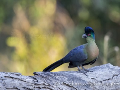 South Africa, wildlife, safari, photo safari, photo tour, photographic safari, photographic tour, photo workshop, wildlife photography, 50 safaris, 50 photographic safaris, kurt jay bertels, bird, turaco, purple crested lourie, purple crested turaco