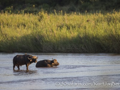 South Africa, wildlife, safari, photo safari, photo tour, photographic safari, photographic tour, photo workshop, wildlife photography, 50 safaris, 50 photographic safaris, kurt jay bertels, buffalo, male, river, water