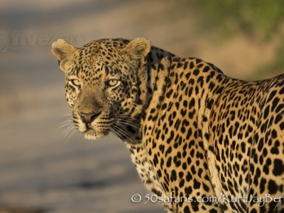 South Africa, wildlife, safari, photo safari, photo tour, photographic safari, photographic tour, photo workshop, wildlife photography, 50 safaris, 50 photographic safaris, kurt jay bertels, leopard, male