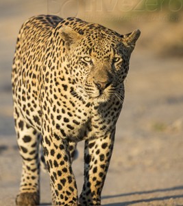 South Africa, wildlife, safari, photo safari, photo tour, photographic safari, photographic tour, photo workshop, wildlife photography, 50 safaris, 50 photographic safaris, kurt jay bertels, leopard, male