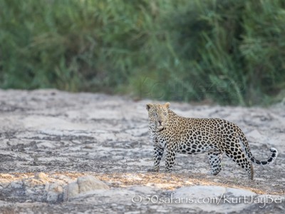 South Africa, wildlife, safari, photo safari, photo tour, photographic safari, photographic tour, photo workshop, wildlife photography, 50 safaris, 50 photographic safaris, kurt jay bertels, leopard, male