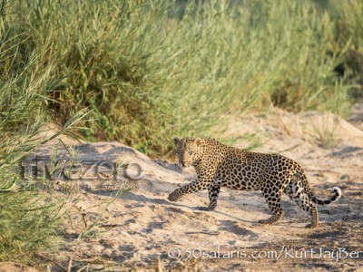 South Africa, wildlife, safari, photo safari, photo tour, photographic safari, photographic tour, photo workshop, wildlife photography, 50 safaris, 50 photographic safaris, kurt jay bertels, leopard, male