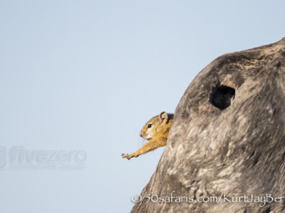 South Africa, wildlife, safari, photo safari, photo tour, photographic safari, photographic tour, photo workshop, wildlife photography, 50 safaris, 50 photographic safaris, kurt jay bertels, tree squirrel