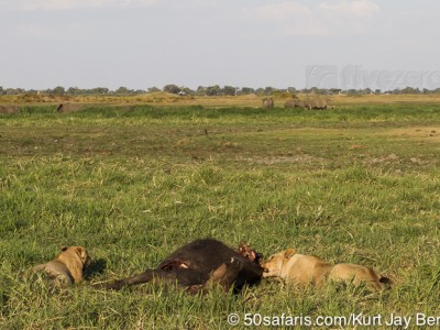 botswana, okavango delta, okavango, wilderness, wilderness safaris, calendar, when to go, best, wildlife, safari, photo safari, photo tour, photographic safari, photographic tour, photo workshop, wildlife photography, 50 safaris, 50 photographic safaris, kurt jay bertels, lion, kill, buffalo, relentless enemies, derek joubert, elephants,