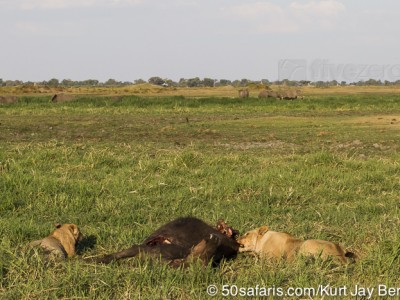 botswana, okavango delta, okavango, wilderness, wilderness safaris, calendar, when to go, best, wildlife, safari, photo safari, photo tour, photographic safari, photographic tour, photo workshop, wildlife photography, 50 safaris, 50 photographic safaris, kurt jay bertels, lion, kill, buffalo, relentless enemies, derek joubert, elephants,