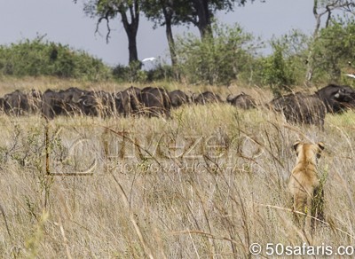 botswana, okavango delta, okavango, wilderness, wilderness safaris, calendar, when to go, best, wildlife, safari, photo safari, photo tour, photographic safari, photographic tour, photo workshop, wildlife photography, 50 safaris, 50 photographic safaris, kurt jay bertels, lion, kill, buffalo, relentless enemies, derek joubert, lioness, lion, kill, buffalo, hunt