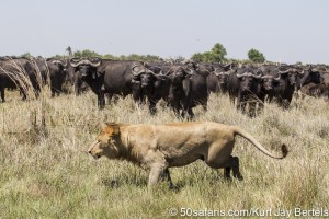 botswana, okavango delta, okavango, wilderness, wilderness safaris, calendar, when to go, best, wildlife, safari, photo safari, photo tour, photographic safari, photographic tour, photo workshop, wildlife photography, 50 safaris, 50 photographic safaris, kurt jay bertels, lion, kill, buffalo, relentless enemies, derek joubert, lioness, lion, kill, buffalo, hunt, male