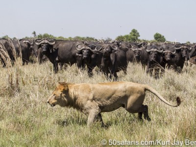 botswana, okavango delta, okavango, wilderness, wilderness safaris, calendar, when to go, best, wildlife, safari, photo safari, photo tour, photographic safari, photographic tour, photo workshop, wildlife photography, 50 safaris, 50 photographic safaris, kurt jay bertels, lion, kill, buffalo, relentless enemies, derek joubert, lioness, lion, kill, buffalo, hunt, male