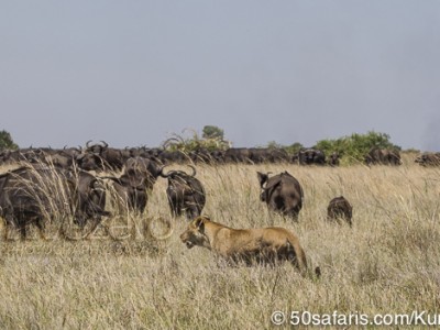 botswana, okavango delta, okavango, wilderness, wilderness safaris, calendar, when to go, best, wildlife, safari, photo safari, photo tour, photographic safari, photographic tour, photo workshop, wildlife photography, 50 safaris, 50 photographic safaris, kurt jay bertels, lion, kill, buffalo, relentless enemies, derek joubert, lioness, lion, kill, buffalo, hunt