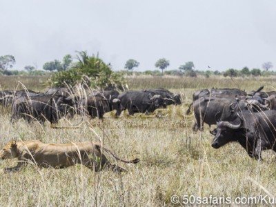 botswana, okavango delta, okavango, wilderness, wilderness safaris, calendar, when to go, best, wildlife, safari, photo safari, photo tour, photographic safari, photographic tour, photo workshop, wildlife photography, 50 safaris, 50 photographic safaris, kurt jay bertels, lion, kill, buffalo, relentless enemies, derek joubert, lioness, lion, kill, buffalo, hunt