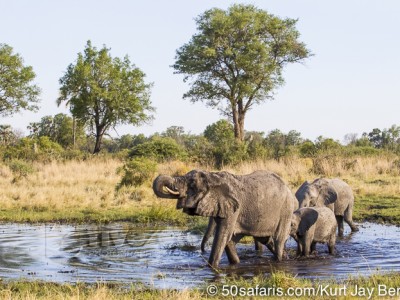 botswana, okavango delta, okavango, wilderness, wilderness safaris, calendar, when to go, best, wildlife, safari, photo safari, photo tour, photographic safari, photographic tour, photo workshop, wildlife photography, 50 safaris, 50 photographic safaris, kurt jay bertels, lion, kill, buffalo, relentless enemies, derek joubert, elephant, herd, crossing river, swimming, drinking