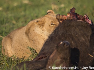 botswana, okavango delta, okavango, wilderness, wilderness safaris, calendar, when to go, best, wildlife, safari, photo safari, photo tour, photographic safari, photographic tour, photo workshop, wildlife photography, 50 safaris, 50 photographic safaris, kurt jay bertels, lion, kill, buffalo, relentless enemies, derek joubert, elephants,