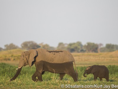 botswana, okavango delta, okavango, wilderness, wilderness safaris, calendar, when to go, best, wildlife, safari, photo safari, photo tour, photographic safari, photographic tour, photo workshop, wildlife photography, 50 safaris, 50 photographic safaris, kurt jay bertels, lion, kill, buffalo, relentless enemies, derek joubert, elephants, calf, mother and calf, swimming