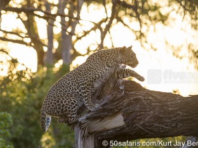 botswana, okavango delta, okavango, wilderness, wilderness safaris, calendar, when to go, best, wildlife, safari, photo safari, photo tour, photographic safari, photographic tour, photo workshop, wildlife photography, 50 safaris, 50 photographic safaris, kurt jay bertels, lion, kill, buffalo, relentless enemies, derek joubert, leopard, sunset, tree, climbing