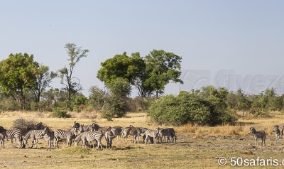 botswana, okavango delta, okavango, wilderness, wilderness safaris, calendar, when to go, best, wildlife, safari, photo safari, photo tour, photographic safari, photographic tour, photo workshop, wildlife photography, 50 safaris, 50 photographic safaris, kurt jay bertels, lion, kill, buffalo, relentless enemies, derek joubert, zebra, burchells zebra