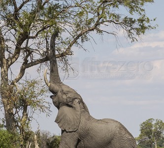 botswana, okavango delta, okavango, wilderness, wilderness safaris, calendar, when to go, best, wildlife, safari, photo safari, photo tour, photographic safari, photographic tour, photo workshop, wildlife photography, 50 safaris, 50 photographic safaris, kurt jay bertels, lion, kill, buffalo, relentless enemies, derek joubert, elephant, standing, 3 legs, stretching