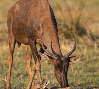 botswana, okavango delta, okavango, wilderness, wilderness safaris, calendar, when to go, best, wildlife, safari, photo safari, photo tour, photographic safari, photographic tour, photo workshop, wildlife photography, 50 safaris, 50 photographic safaris, kurt jay bertels, lion, kill, buffalo, relentless enemies, derek joubert, tesessbe, new born, baby, calf