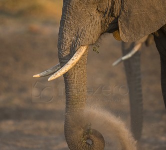 botswana, okavango delta, okavango, wilderness, wilderness safaris, calendar, when to go, best, wildlife, safari, photo safari, photo tour, photographic safari, photographic tour, photo workshop, wildlife photography, 50 safaris, 50 photographic safaris, kurt jay bertels, lion, kill, buffalo, relentless enemies, derek joubert, elephant, dust bath