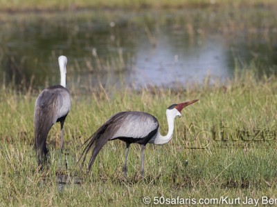 botswana, okavango delta, okavango, wilderness, wilderness safaris, calendar, when to go, best, wildlife, safari, photo safari, photo tour, photographic safari, photographic tour, photo workshop, wildlife photography, 50 safaris, 50 photographic safaris, kurt jay bertels, lion, kill, buffalo, relentless enemies, derek joubert, wattled crane, endangered, iucn, red list