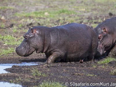 botswana, okavango delta, okavango, wilderness, wilderness safaris, calendar, when to go, best, wildlife, safari, photo safari, photo tour, photographic safari, photographic tour, photo workshop, wildlife photography, 50 safaris, 50 photographic safaris, kurt jay bertels, lion, kill, buffalo, relentless enemies, derek joubert, hippo