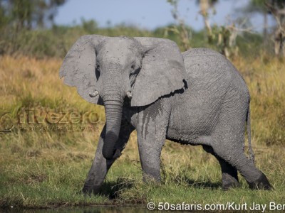 botswana, okavango delta, okavango, wilderness, wilderness safaris, calendar, when to go, best, wildlife, safari, photo safari, photo tour, photographic safari, photographic tour, photo workshop, wildlife photography, 50 safaris, 50 photographic safaris, kurt jay bertels, lion, kill, buffalo, relentless enemies, derek joubert, elephant, male