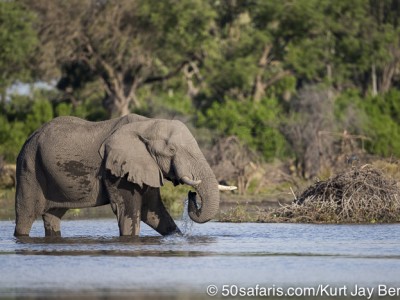 botswana, okavango delta, okavango, wilderness, wilderness safaris, calendar, when to go, best, wildlife, safari, photo safari, photo tour, photographic safari, photographic tour, photo workshop, wildlife photography, 50 safaris, 50 photographic safaris, kurt jay bertels, lion, kill, buffalo, relentless enemies, derek joubert, elephant, male, drinking