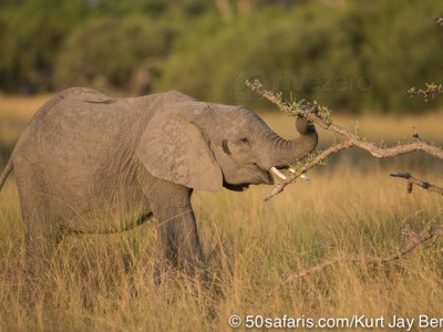 botswana, okavango delta, okavango, wilderness, wilderness safaris, calendar, when to go, best, wildlife, safari, photo safari, photo tour, photographic safari, photographic tour, photo workshop, wildlife photography, 50 safaris, 50 photographic safaris, kurt jay bertels, lion, kill, buffalo, relentless enemies, derek joubert, elephant, feeding, playing, trunk