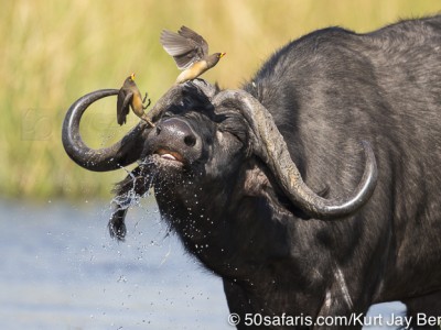 botswana, okavango delta, okavango, wilderness, wilderness safaris, calendar, when to go, best, wildlife, safari, photo safari, photo tour, photographic safari, photographic tour, photo workshop, wildlife photography, 50 safaris, 50 photographic safaris, kurt jay bertels, lion, kill, buffalo, relentless enemies, derek joubert, buffalo, male, yellow billed oxpecker