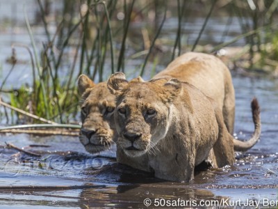 botswana, okavango delta, okavango, wilderness, wilderness safaris, calendar, when to go, best, wildlife, safari, photo safari, photo tour, photographic safari, photographic tour, photo workshop, wildlife photography, 50 safaris, 50 photographic safaris, kurt jay bertels, lion, kill, buffalo, relentless enemies, derek joubert, lion lioness, female, crossing river, swimming