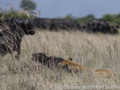 botswana, okavango delta, okavango, wilderness, wilderness safaris, calendar, when to go, best, wildlife, safari, photo safari, photo tour, photographic safari, photographic tour, photo workshop, wildlife photography, 50 safaris, 50 photographic safaris, kurt jay bertels, lion, kill, buffalo, relentless enemies, derek joubert, lioness, lion, kill, buffalo, hunt