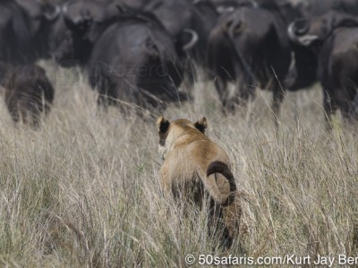 botswana, okavango delta, okavango, wilderness, wilderness safaris, calendar, when to go, best, wildlife, safari, photo safari, photo tour, photographic safari, photographic tour, photo workshop, wildlife photography, 50 safaris, 50 photographic safaris, kurt jay bertels, lion, kill, buffalo, relentless enemies, derek joubert, lioness, lion, kill, buffalo, hunt