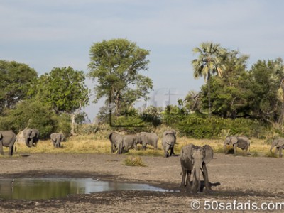 botswana, okavango delta, okavango, wilderness, wilderness safaris, calendar, when to go, best, wildlife, safari, photo safari, photo tour, photographic safari, photographic tour, photo workshop, wildlife photography, 50 safaris, 50 photographic safaris, kurt jay bertels, lion, kill, buffalo, relentless enemies, derek joubert, herd, elephants, drinking