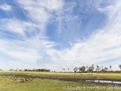 botswana, okavango delta, okavango, wilderness, wilderness safaris, calendar, when to go, best, wildlife, safari, photo safari, photo tour, photographic safari, photographic tour, photo workshop, wildlife photography, 50 safaris, 50 photographic safaris, kurt jay bertels, lion, kill, buffalo, relentless enemies, derek joubert, vultures, kill, buffalo