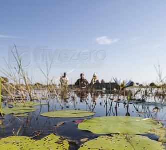 botswana, okavango delta, okavango, wilderness, wilderness safaris, calendar, when to go, best, wildlife, safari, photo safari, photo tour, photographic safari, photographic tour, photo workshop, wildlife photography, 50 safaris, 50 photographic safaris, kurt jay bertels, lion, kill, buffalo, relentless enemies, derek joubert, makoro canoe, painted reed frog