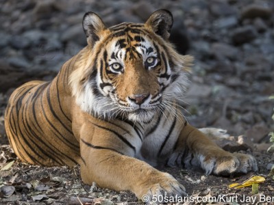 tiger safari, india, ranthambore, tiger, calendar, when to go, best, wildlife, safari, photo safari, photo tour, photographic safari, photographic tour, photo workshop, wildlife photography, 50 safaris, 50 photographic safaris, kurt jay bertels, tiger, male, large, adult