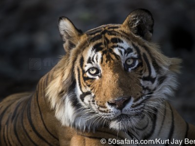 tiger safari, india, ranthambore, tiger, calendar, when to go, best, wildlife, safari, photo safari, photo tour, photographic safari, photographic tour, photo workshop, wildlife photography, 50 safaris, 50 photographic safaris, kurt jay bertels, tiger, male, large, adult