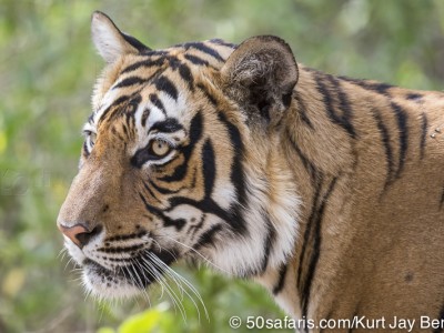 tiger safari, india, ranthambore, tiger, calendar, when to go, best, wildlife, safari, photo safari, photo tour, photographic safari, photographic tour, photo workshop, wildlife photography, 50 safaris, 50 photographic safaris, kurt jay bertels, tiger, male, large, adult