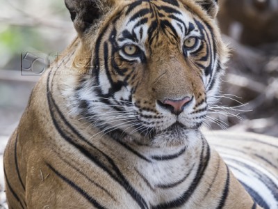 tiger safari, india, ranthambore, tiger, calendar, when to go, best, wildlife, safari, photo safari, photo tour, photographic safari, photographic tour, photo workshop, wildlife photography, 50 safaris, 50 photographic safaris, kurt jay bertels, tiger, male, large, adult