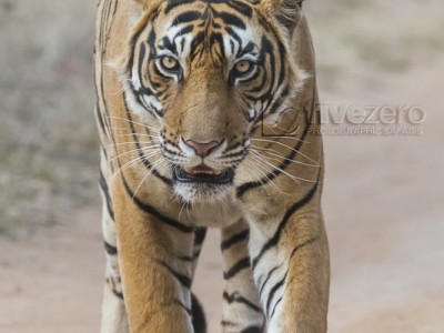 tiger safari, india, ranthambore, tiger, calendar, when to go, best, wildlife, safari, photo safari, photo tour, photographic safari, photographic tour, photo workshop, wildlife photography, 50 safaris, 50 photographic safaris, kurt jay bertels, tiger, male, large, adult