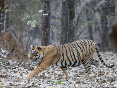 tiger safari, india, ranthambore, tiger, calendar, when to go, best, wildlife, safari, photo safari, photo tour, photographic safari, photographic tour, photo workshop, wildlife photography, 50 safaris, 50 photographic safaris, kurt jay bertels, tiger, male, large, adult, stalking