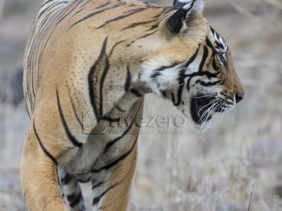 tiger safari, india, ranthambore, tiger, calendar, when to go, best, wildlife, safari, photo safari, photo tour, photographic safari, photographic tour, photo workshop, wildlife photography, 50 safaris, 50 photographic safaris, kurt jay bertels, tiger, male, large, adult