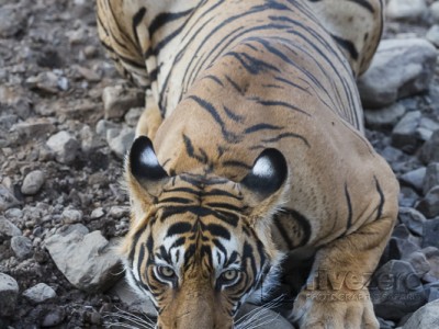 tiger safari, india, ranthambore, tiger, calendar, when to go, best, wildlife, safari, photo safari, photo tour, photographic safari, photographic tour, photo workshop, wildlife photography, 50 safaris, 50 photographic safaris, kurt jay bertels, tiger, male, large, adult, drinking