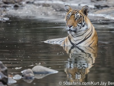 tiger safari, india, ranthambore, tiger, calendar, when to go, best, wildlife, safari, photo safari, photo tour, photographic safari, photographic tour, photo workshop, wildlife photography, 50 safaris, 50 photographic safaris, kurt jay bertels, tiger, male, large, adult, swimming