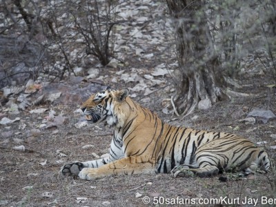 tiger safari, india, ranthambore, tiger, calendar, when to go, best, wildlife, safari, photo safari, photo tour, photographic safari, photographic tour, photo workshop, wildlife photography, 50 safaris, 50 photographic safaris, kurt jay bertels, tiger, male, large, adult