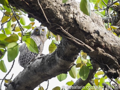 tiger safari, india, ranthambore, tiger, calendar, when to go, best, wildlife, safari, photo safari, photo tour, photographic safari, photographic tour, photo workshop, wildlife photography, 50 safaris, 50 photographic safaris, kurt jay bertels, brown fish owl