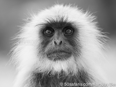 tiger safari, india, ranthambore, tiger, calendar, when to go, best, wildlife, safari, photo safari, photo tour, photographic safari, photographic tour, photo workshop, wildlife photography, 50 safaris, 50 photographic safaris, kurt jay bertels, langur monkey