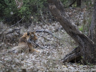 tiger safari, india, ranthambore, tiger, calendar, when to go, best, wildlife, safari, photo safari, photo tour, photographic safari, photographic tour, photo workshop, wildlife photography, 50 safaris, 50 photographic safaris, kurt jay bertels, male, tiger, large